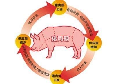 生猪期货为何突然大幅下挫？影响明年猪价走势的因素是…… - 知乎
