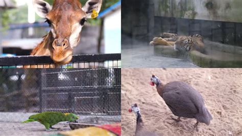 动物园动物视频素材-动物园动物视频模板下载-觅知网
