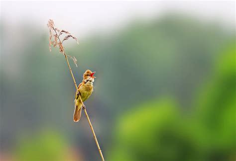 鸟类摄影—引颈高歌的东方大苇莺-中关村在线摄影论坛