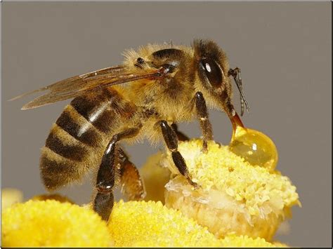 蜜蜂的品质-蜜蜂的品质,蜜蜂,品质 - 早旭阅读