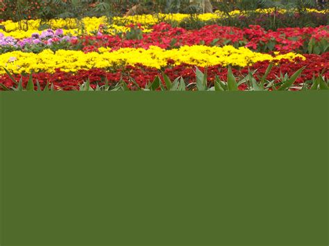 花团锦簇唯美好看的高清花卉手机壁纸图片_配图网