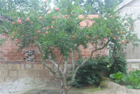 想在农村的院子里栽种果树，什么样的果树适合在院子里栽种？|果树|院子|枇杷树_新浪新闻