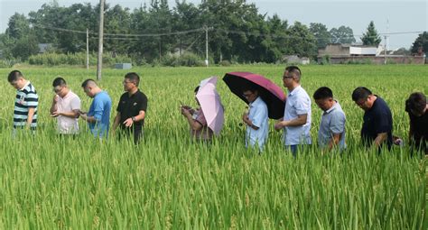 安徽省水稻产业竞争力提升科技行动项目推进会在南陵举行_县域经济网