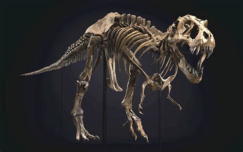 世界最完整剑龙化石将在伦敦展出 - 每日环球展览 - iMuseum