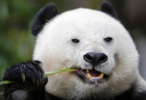 为什么大熊猫没有天敌？原来是会功夫_凤凰网视频_凤凰网