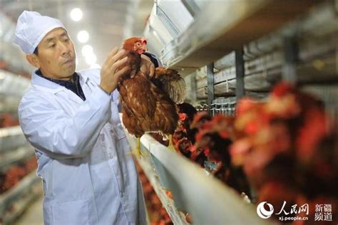 湖北通城：林下养鸡助增收-人民图片网