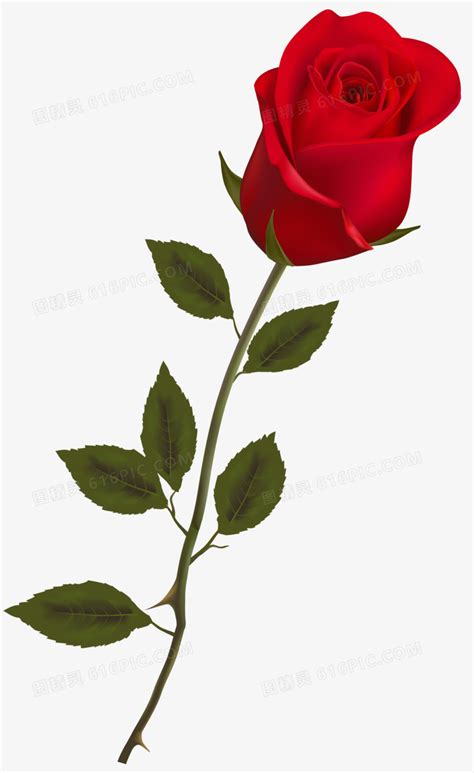 玫瑰带刺图片免费下载_玫瑰带刺素材_玫瑰带刺模板-新图网