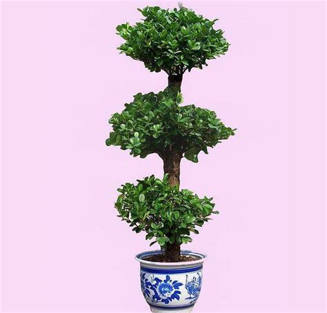 来自东汉时期的摇钱树，也有称作升仙树，现藏于东京国立博物馆