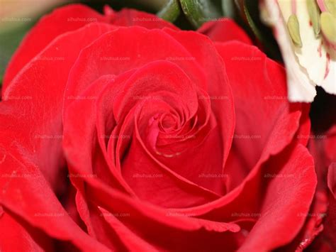 路易十四玫瑰图片_路易十四玫瑰的花朵图片大全 - 花卉网