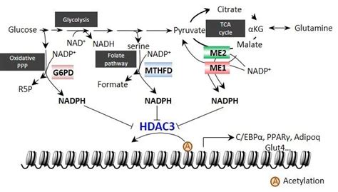 高中生物新教材深度解读(十七) NADPH为C3还原提供能量
