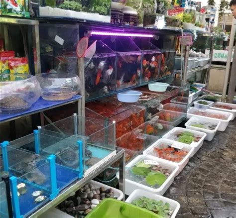 陪伴街坊近20年，芳村花鸟鱼虫市场正式落幕，以后买花去这里~