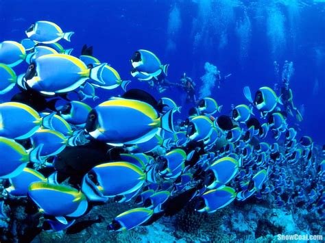 高清摄影美丽的热带鱼群[4] - 雪炭网