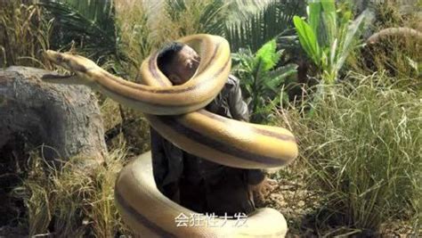 盘点电影中6个国家的蟒蛇，哪个才是蛇王？中国巨蟒号令万蛇_高清1080P在线观看平台_腾讯视频