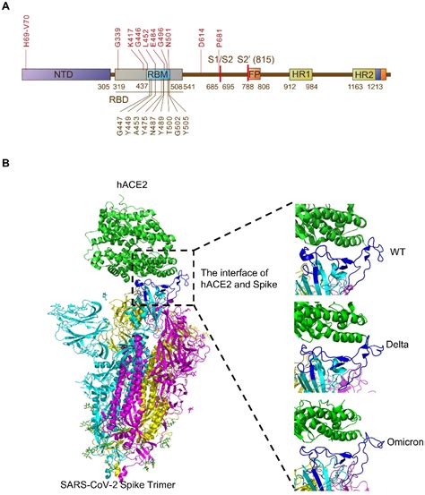 Mechanisms of SARS-CoV-2 Transmission and Pathogenesis: Trends in ...