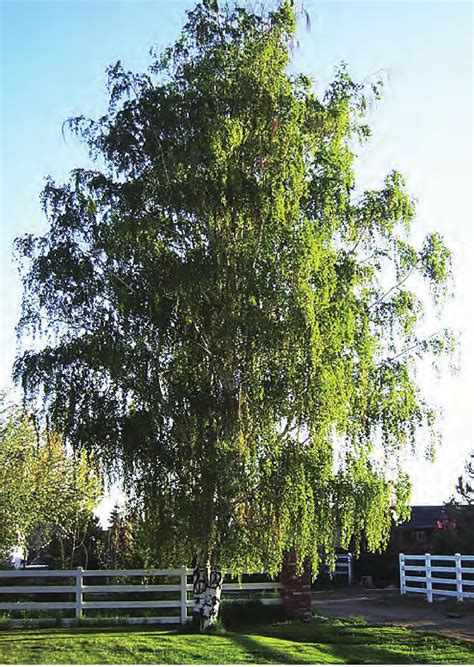 垂枝桦-东北观赏树木-图片