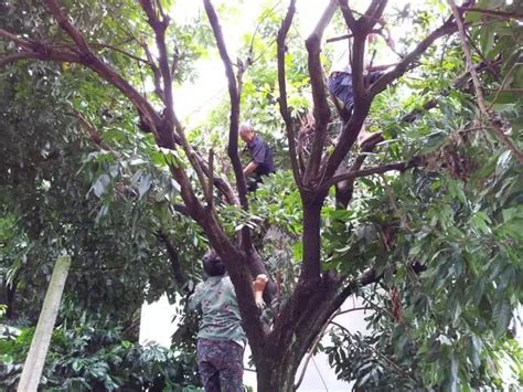 温州一周四起摘杨梅坠树，已有两人死亡|_新浪新闻
