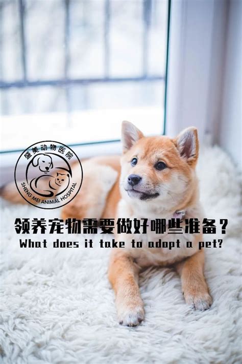简洁明了的宠物领养公益H5背景图片免费下载-千库网