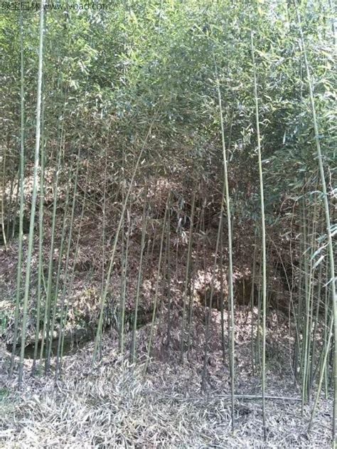 西藏哪里有卖刚竹的？-绿宝园林网