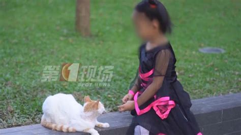 深圳9岁女童“撸猫”撸出怪病？医生：这病可能导致失明_深圳新闻网