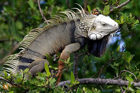 Leguan Foto & Bild | natur, zoo, tiere Bilder auf fotocommunity
