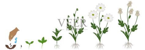 凤仙花的生长过程（图解）-花卉果蔬-盆景艺术网