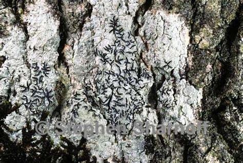 Graphis rimulosa - Pictures of Tropical Lichens