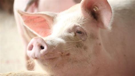 发改委：猪价仍处于过度上涨一级预警区间 将投放新一批猪肉储备_凤凰网