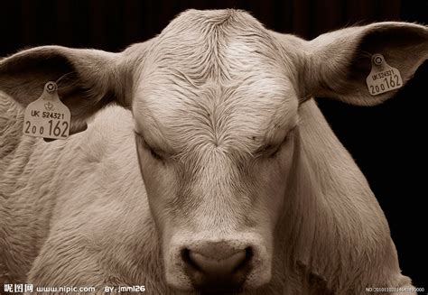 牛是吃素的吗？不一定，反刍动物的消化系统和我们不一样 - 知乎