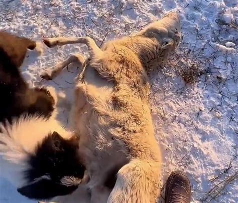 羊被冻死牧羊犬试图唤醒，贴身为其取暖，狗狗真的是有情感的吗？