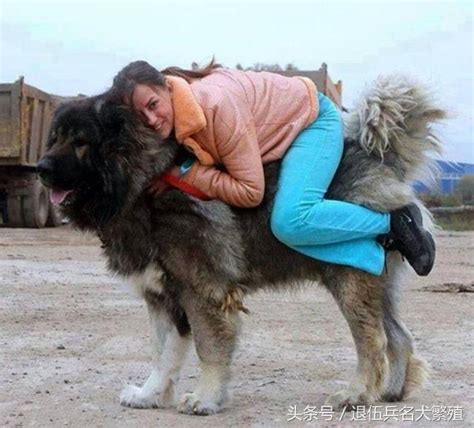 纯种巨型高加索犬,纯种高加索犬,高加索犬高犬_大山谷图库