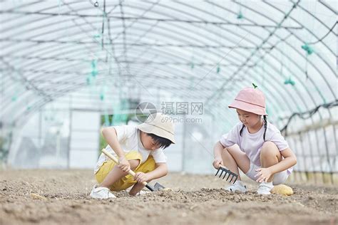 小朋友在蔬菜大棚挖土豆高清图片下载-正版图片501785701-摄图网