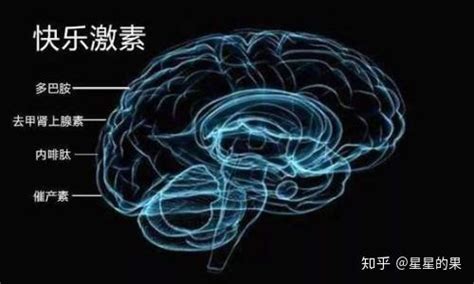 开启精准调控大脑“快乐源泉”之门，上海科学家首次揭示激活态多巴胺受体选择性机理