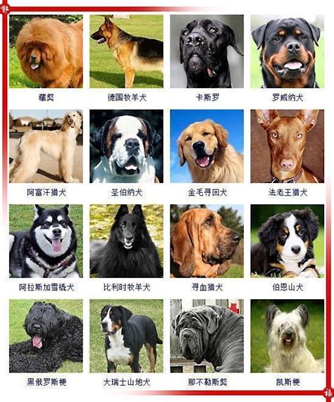 狗狗品种大全，看看你能叫的出多少种？