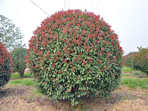 红叶石楠的生长习性及其价值-168鲜花速递网