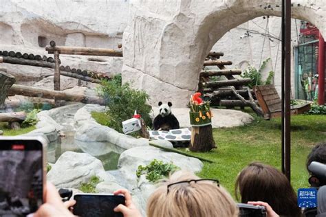 莫斯科动物园将为“丁丁”和“如意”隆重庆生 - 2019年7月30日, 俄罗斯卫星通讯社