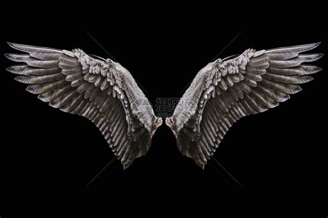 天使翅膀自然黑翼羽高清图片下载-正版图片503419347-摄图网