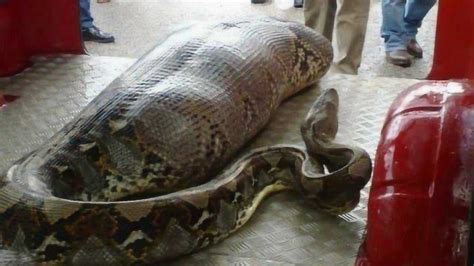 马来西亚一条180公斤重巨大蟒蛇半夜滑进羊舍中活吞两头山羊 - 神秘的地球 科学|自然|地理|探索