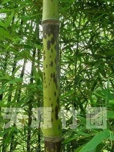 竹子的分类 - 花百科