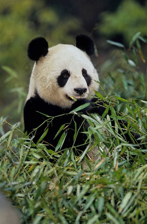 大熊猫中文又名大熊猫是原产于中国中南部的-包图企业站