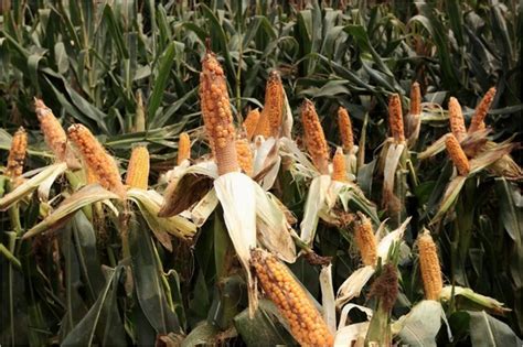黑龙江省“百千万”工程玉米专项年度总结会召开 已创制优良种质新材料93份，审定新品种35个