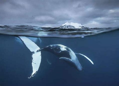 海洋巨兽布氏鲸生吞鱼群_新浪图片
