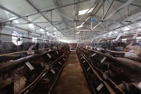 【我奋斗 我幸福】城南庄镇北桑地村的兔厂焕发“新活力”_养殖
