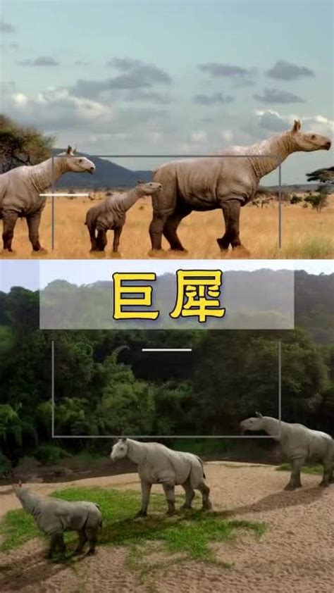 巨犀 世界上最大的陆地哺乳动物_腾讯视频