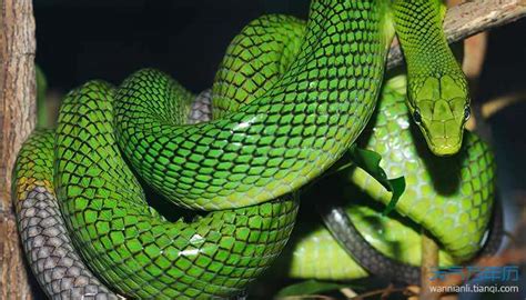 宠物蛇品种-关于宠物蛇饲养品种的选择_宠物蛇_毒蛇网