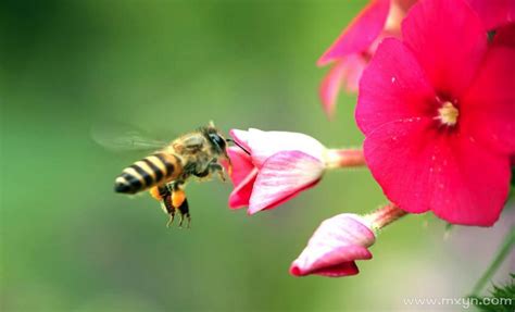 梦到被蜜蜂蛰是什么意思 梦见被蜜蜂蛰有什么预兆 - 万年历