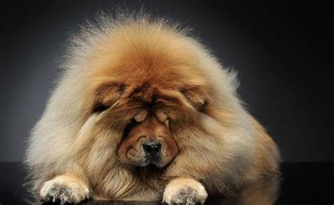 松狮犬 - 宠物百科 - CKA官方网站