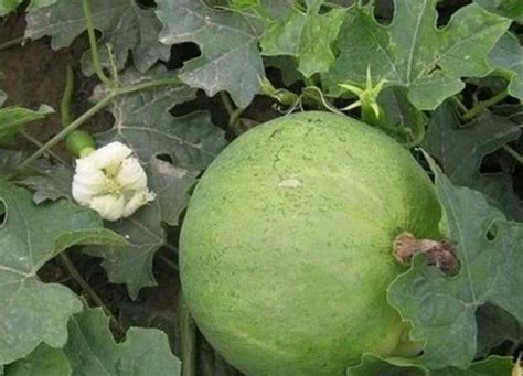瓜蒌怎么种植高产？