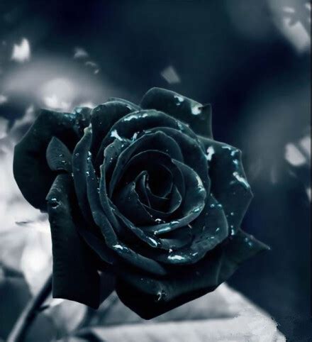 《92黑玫瑰对黑玫瑰》-高清电影-完整版在线观看