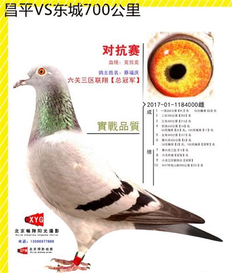 专访：上海西翁老品系大师江汉明(图)-信鸽园地-中国信鸽信息网