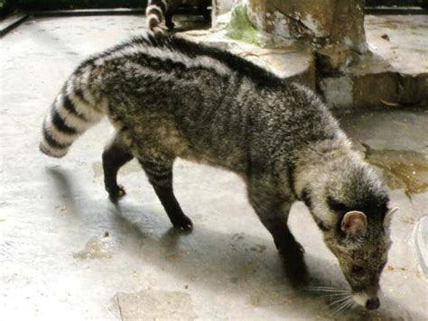 大灵猫 Viverra zibetha - 物种库 - 国家动物标本资源库